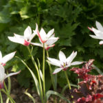 <em>Tulipa clusiana</em> 'Peppermint Stick' 20/04/2018