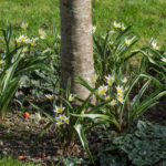 <em>Tulipa turkestanica</em> 03/03/2021