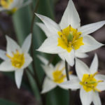 <em>Tulipa turkestanica</em> 09/03/2019