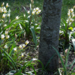 <em>Tulipa turkestanica</em> 16/03/2021