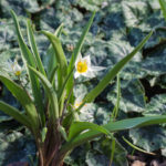 <em>Tulipa turkestanica</em> 18/02/2020