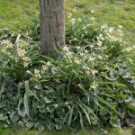 <em>Tulipa turkestanica</em> 20/03/2025