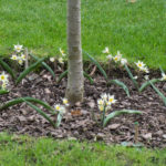 <em>Tulipa turkestanica</em> 24/03/2017