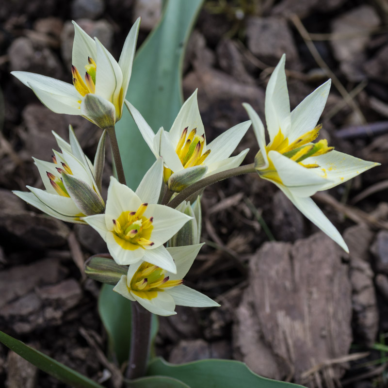 Floraison fin mars (première année) au pied du pommier Malus 'Evereste'