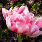 <em>Tulipa x </em> 'Finola' 07/05/2017