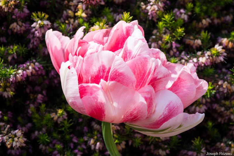 End of flowering, beginning of May