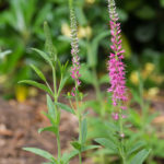 <em>Veronica spicata</em> 'Rosea' 28/05/2017