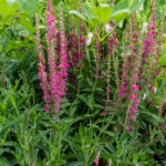 <em>Veronica spicata</em> 'Rosea' 30/05/2021