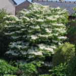 <em>Viburnum plicatum f. tomentosum</em> 'Lanarth' 27/04/2019