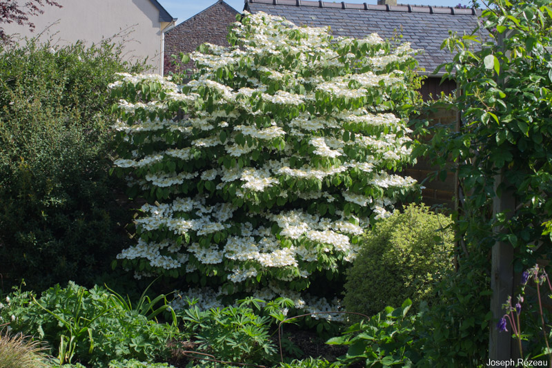 Pleine floraison fin avril 2019