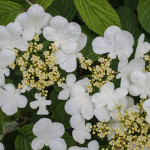 Viburnum plicatum f. tomentosum 'Lanarth' 28/04/2015