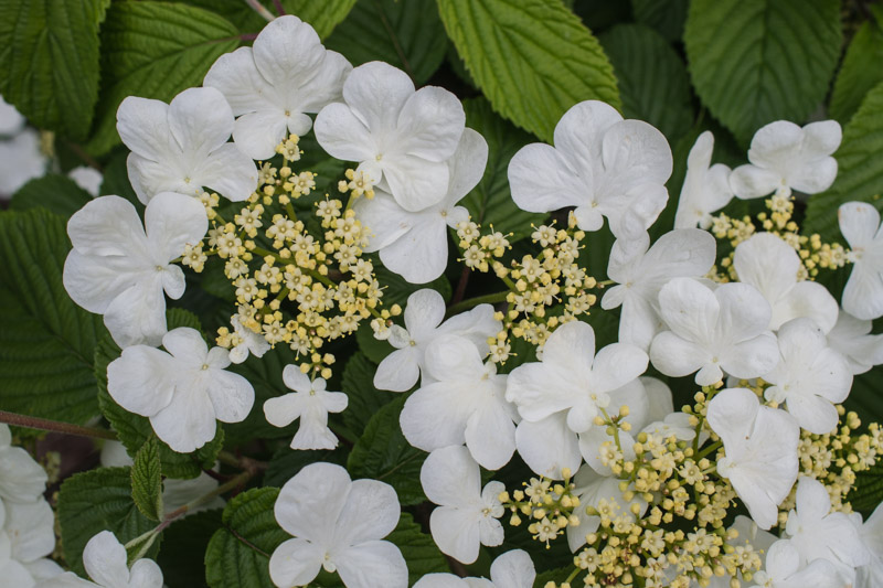 Viburnum plicatum f. tomentosum 'Lanarth' 28/04/2015