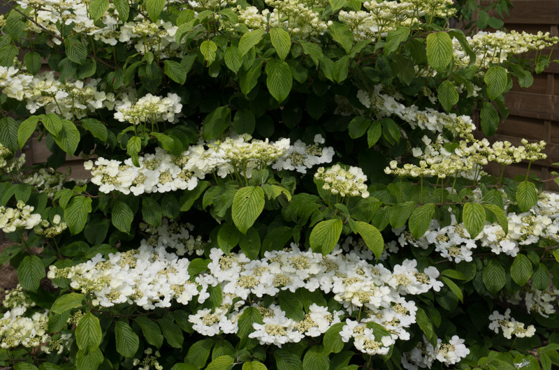 The Japanese snowball 'Lanarth' spreads its branches covered in white flowers