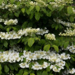 <em>Viburnum plicatum f. tomentosum</em> Viburnum plicatum f. tomentosum  06/05/2016