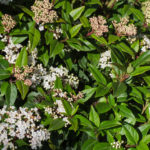 <em>Viburnum tinus</em> 'Eve Price' 16/03/2021