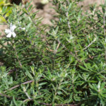 <em>Westringia fruticosa</em> Mundi 24/04/2021