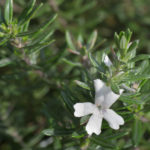 <em>Westringia fruticosa</em> Mundi 24/04/2021