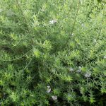 <em>Westringia fruticosa</em> ‘blue gem’ 23/10/2025