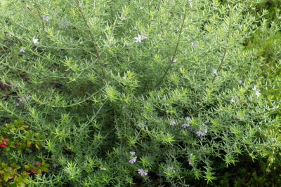 Beau développement et floraison en octobre