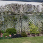 <em>Wisteria sinensis</em> 08/04/2021