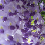 <em>Wisteria sinensis</em> 17/04/2017