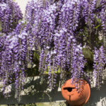 <em>Wisteria sinensis</em> 20/04/2015