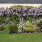 <em>Wisteria sinensis</em> 29/04/2021