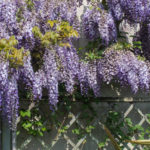 <em>Wisteria sinensis</em> 29/04/2021