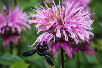 on Monarda flower