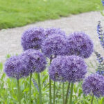 Allium 'Globemaster'