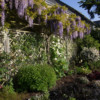 West Border with wisteria in full bloom