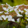 hydrangea serrata 'Kurenai'