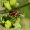 La punaise arlequin, <em>Graphosoma italicum</em>