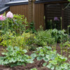 View of the pergola towards the garden shed (North->South)