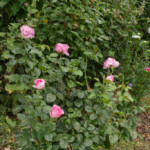 18/08/2025 Rosier Alexandra David-Neel