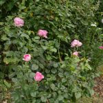 18/08/2025 Rosier Alexandra David-Neel