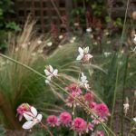 18/08/2025 Prairie planting (flou)