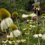 18/08/2025 Echinacées