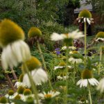 18/08/2025 Echinacées