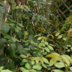 18/08/2025 Rosier Generous Gardener en août