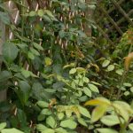 18/08/2025 Rosier Generous Gardener en août