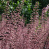 When the heucheras are in full bloom and the bees not far away!