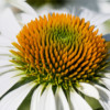 Echinacea purpurea 'Js White Prairie'