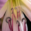 Crinum Powellii Rosea