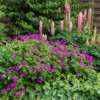 New colour association: G. Psilostemon & pink Lupin