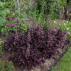 Mixed border West