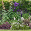 Centre of West border in full bloom, with lots of Maccleya cordata this year