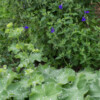 Alchemille mollis au premier plan et début de floraison de sauge bleue du Mexique en arriière-plan.