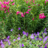 <em>Association de couleurs</em> bleu mauve & rose foncé 12/07/2016 Geranium Rozanne & Penstemon 'Garnet'