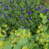 Salvia chamaedryoides &#038; Alchemilla mollis